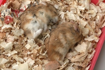 cach-tri-nam-hieu-qua-cho-chuot-hamster-400x266