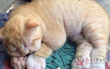 cam-cho-cho-meo-uong-thuoc-panadol-hoac-paracetamol