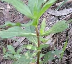 cay-nho-noi-cay-co-muc