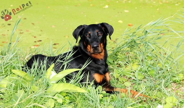 cho-Beauceron-