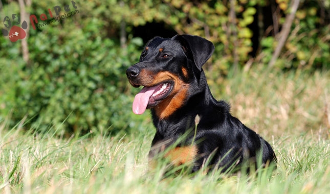 cho-Beauceron-1