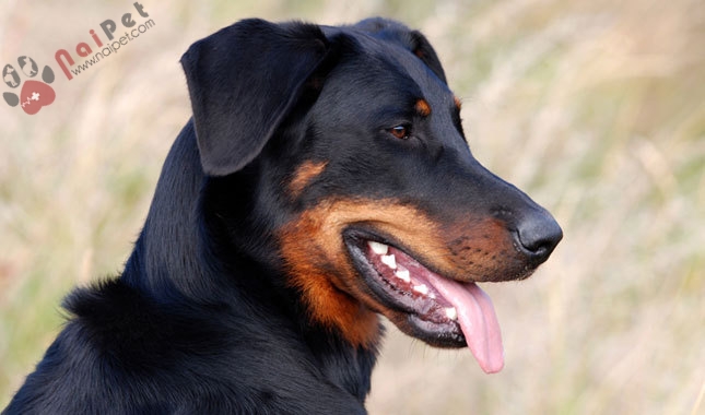 cho-Beauceron-3