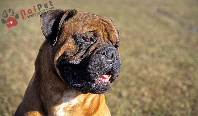 cho-Bull Mastiff-