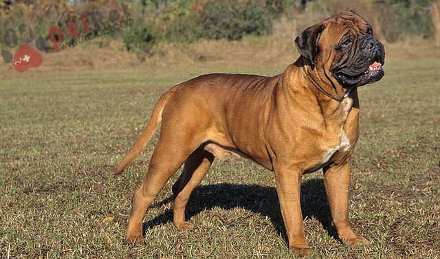 cho-Bull Mastiff-1