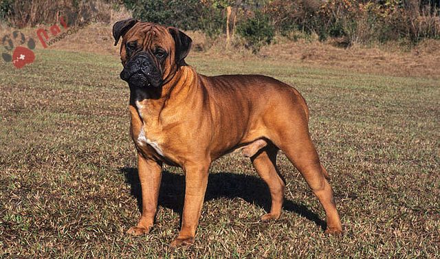 cho-Bull Mastiff-2