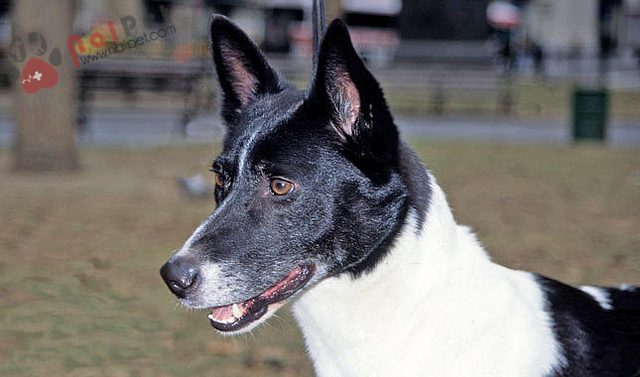 cho-Canaan Dog-