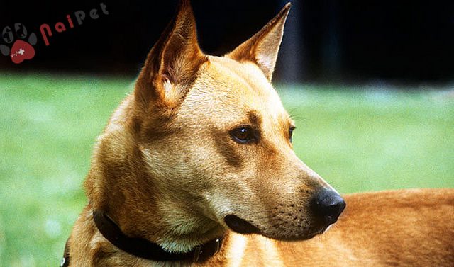 cho-Canaan Dog-1