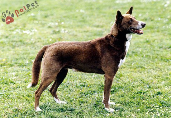 cho-Canaan Dog-2