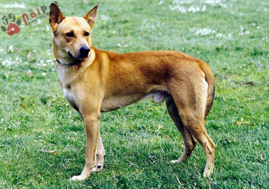 cho-Canaan Dog-3