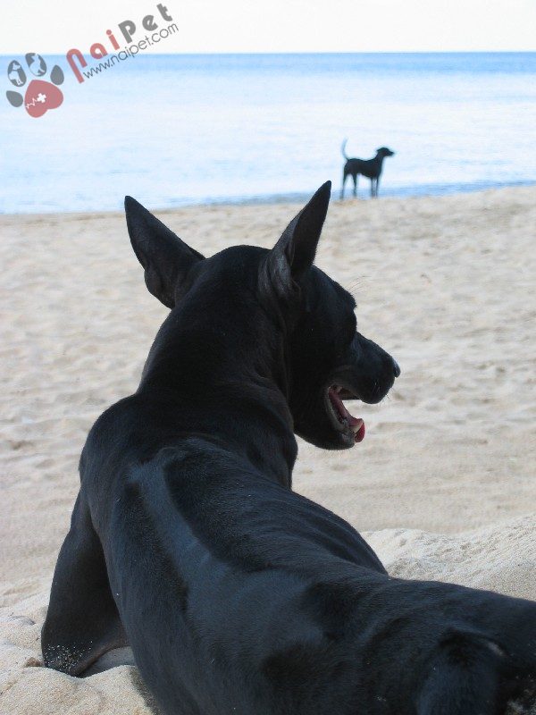 cho-phu-quoc-2