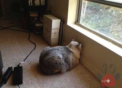 chung-ep-dau-vao-tuong-o-cho-meo