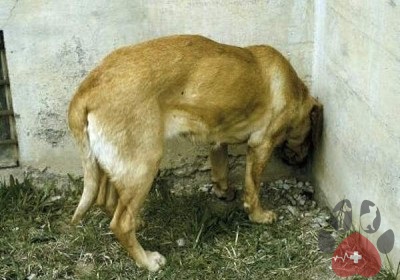 chung-ep-dau-vao-tuong-o-cho-meo1