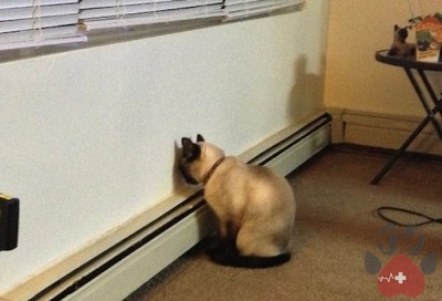 chung-ep-dau-vao-tuong-o-cho-meo2