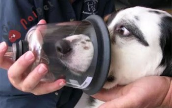 chung-kho-tho-o-cho-nguyen-nhan-va-cach-phong-tri1