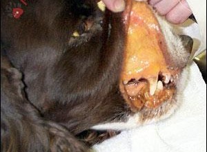 chung-vang-da-o-cho3