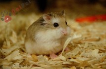 chuot-hamster