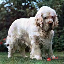 clumber_spaniel