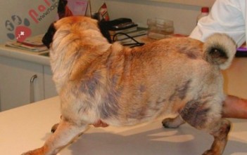 di-ung-o-cho-chuan-doan-va-dieu-tri1