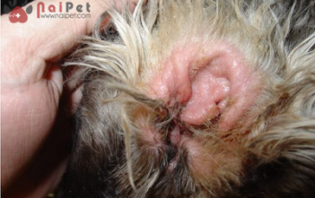 dieu-tri-cho-bi-chay-mu-trong-tai-co-mui-hoi-bi-sung-do-2