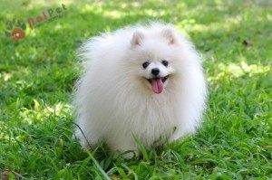 dog-Pomeranian-cho- phoc-soc-