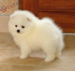 dog-Pomeranian-cho- phoc-soc-1