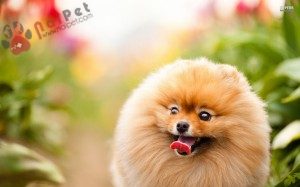 dog-Pomeranian-cho- phoc-soc-2