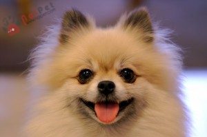 dog-Pomeranian-cho- phoc-soc-3