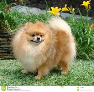 Pomeranian – Phốc Sóc