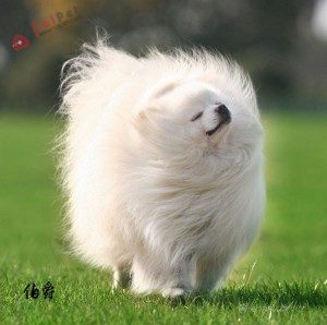 dog-Pomeranian-cho- phoc-soc-7