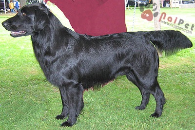 flat_coated_retriever_black (1)