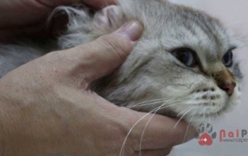 giai-phap-de-ve-va-bo-chet-khong-con-la-noi-lo-400x225