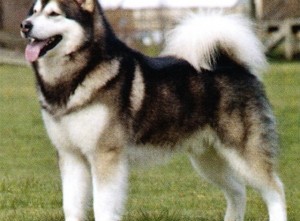 giong-cho-Alaskan-Malamute-4