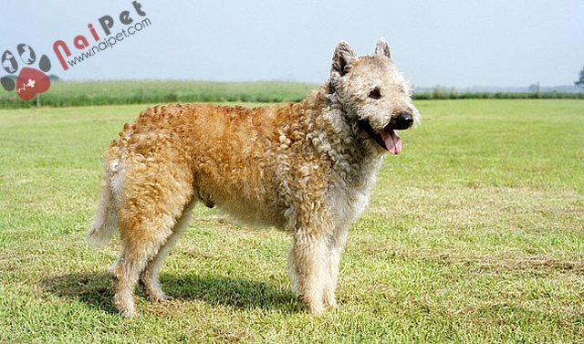 giong-cho-Belgian Laekenois-dog-2