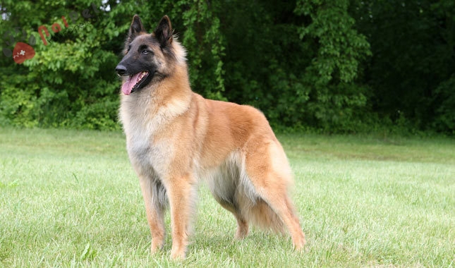 giong-cho-Belgian Tervuren-1