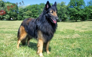 giong-cho-Belgian Tervuren-2