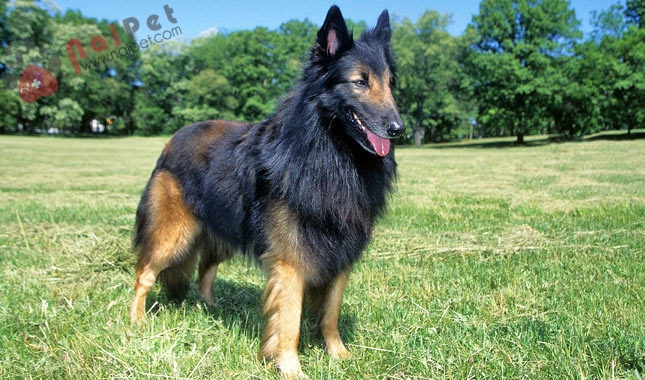 giong-cho-Belgian Tervuren-2