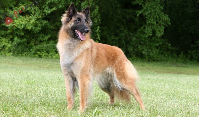 giong-cho-Belgian Tervuren-3