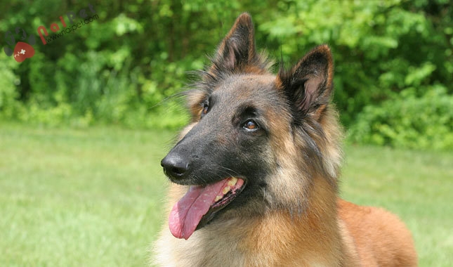 giong-cho-Belgian Tervuren