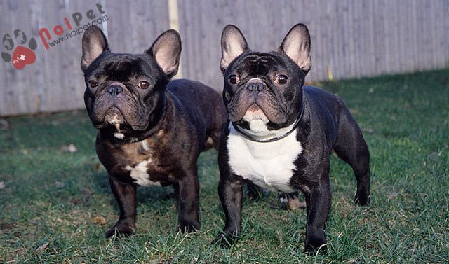 giong-cho-Bulldog-phap-