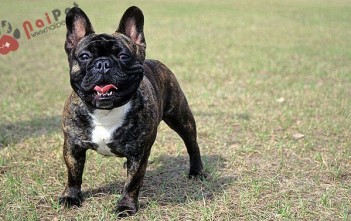 giong-cho-Bulldog-phap-2