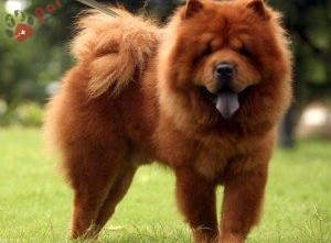 giong-cho-Chow Chow-