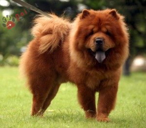 giong-cho-Chow Chow-