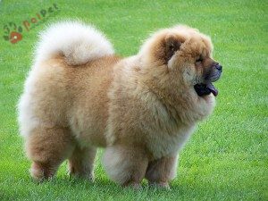 giong-cho-Chow Chow-1