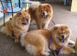 giong-cho-Chow Chow-3