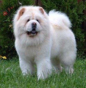 giong-cho-Chow Chow-4