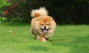 giong-cho-Chow Chow-5