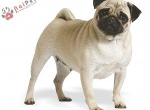 giong-cho-Pug-