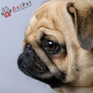 giong-cho-Pug-2