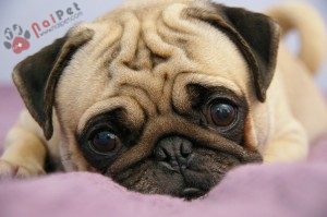 giong-cho-Pug-4