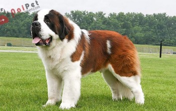 giong-cho-Saint-Bernard-nguoi-ban-khong-lo-
